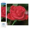 Diamond Dotz Rose Bud Flower Diamond Painting Kits for Adults - Diamond Art Kits a Relaxing Creative Craft Kit with Dotz Gems 12x12
